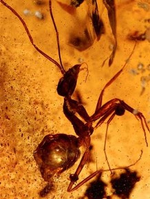 Formiga fossilizada h mais de 50 milhes de anos est bem conservada na ndia. (Foto: Universidade