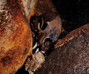 Fssil de urso de focinho curto encontrado submerso em caverna // Foto: Guillermo de Anda Alanis